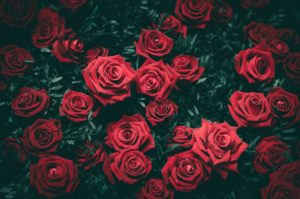 Read more about the article black and rose