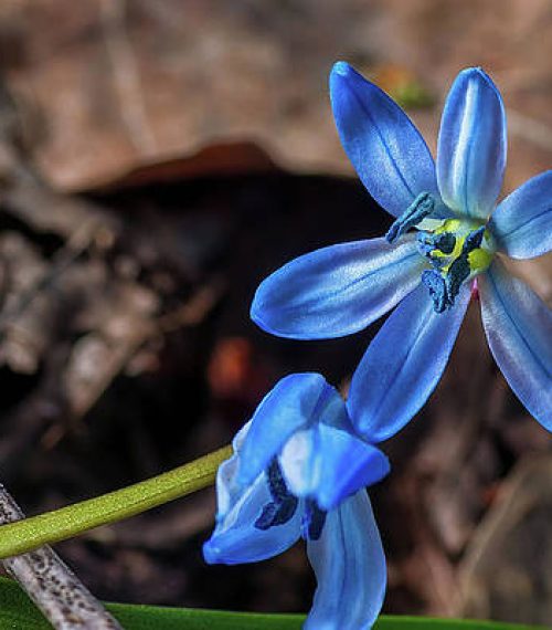 scilla-flover-macro-close-up-in-forest-petro-guliaiev